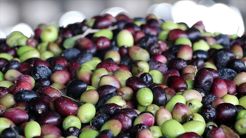 Marmarabirlik zeytin fiyatlarını açıkladı! İşte en yeni fiyat listesi